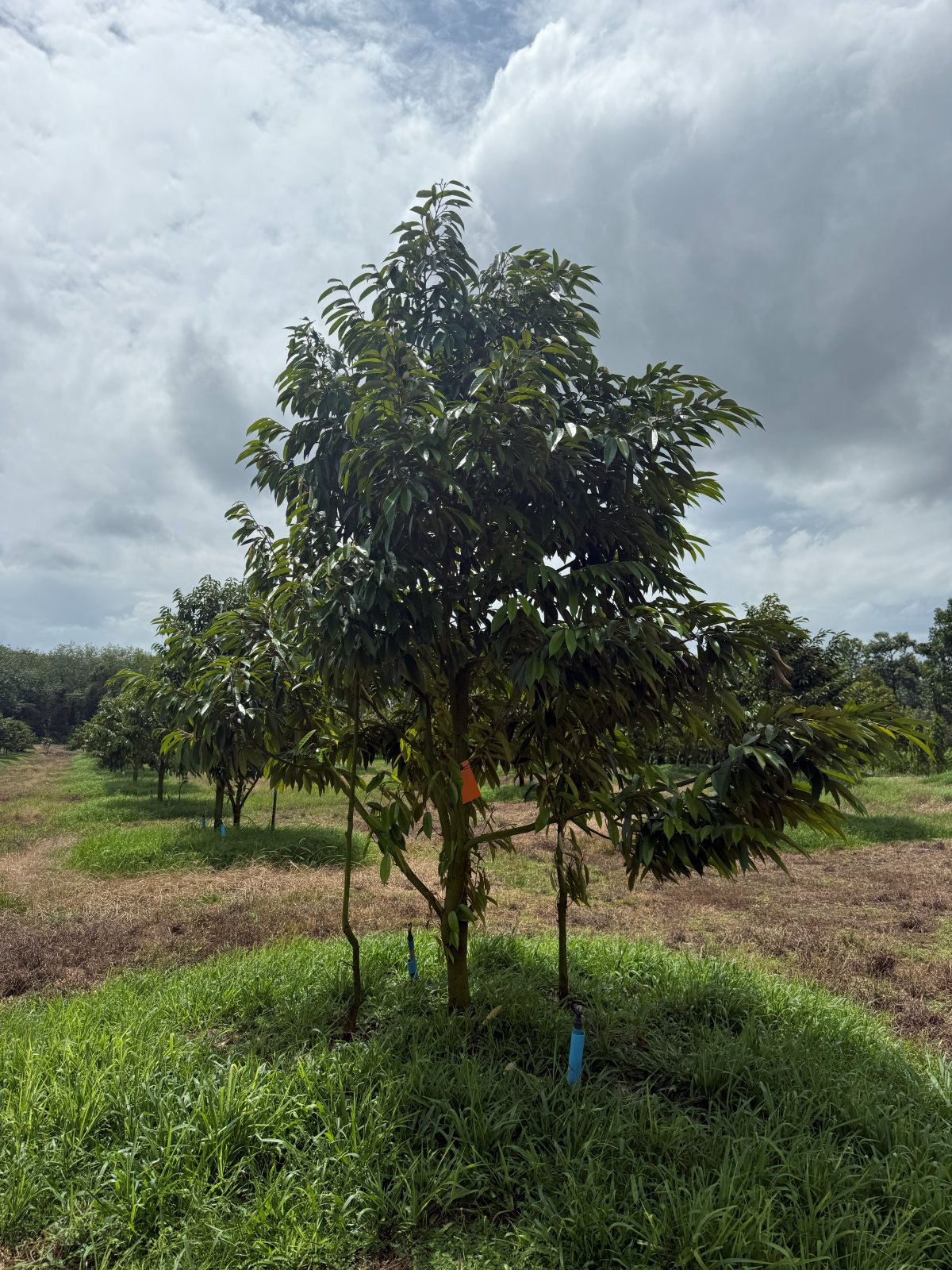 ต้นทุเรียนหมายเลข 102 สวน Scenic Durian Land