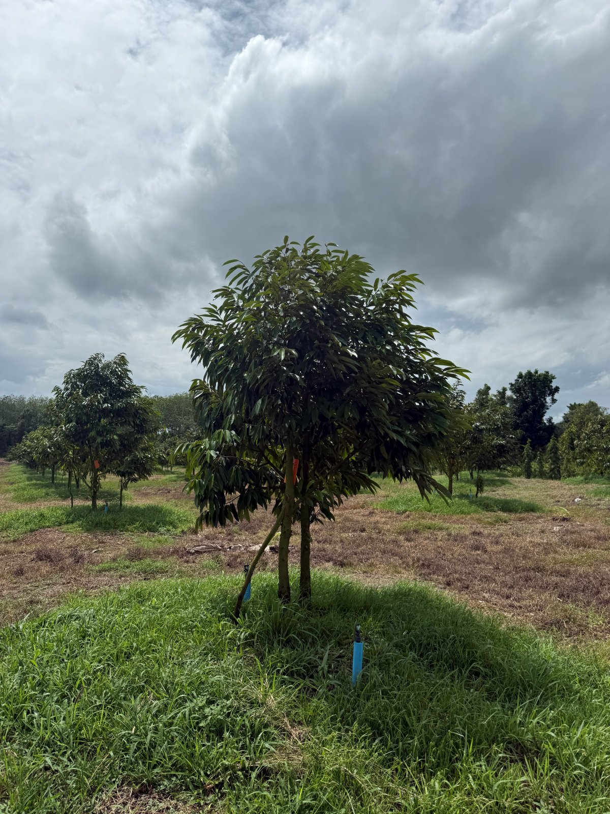 ต้นทุเรียนหมายเลข 103 สวน Scenic Durian Land