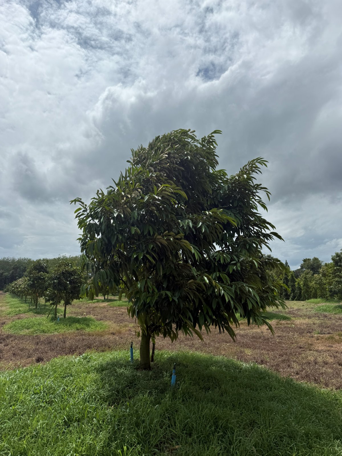 ต้นทุเรียนหมายเลข 104 สวน Scenic Durian Land