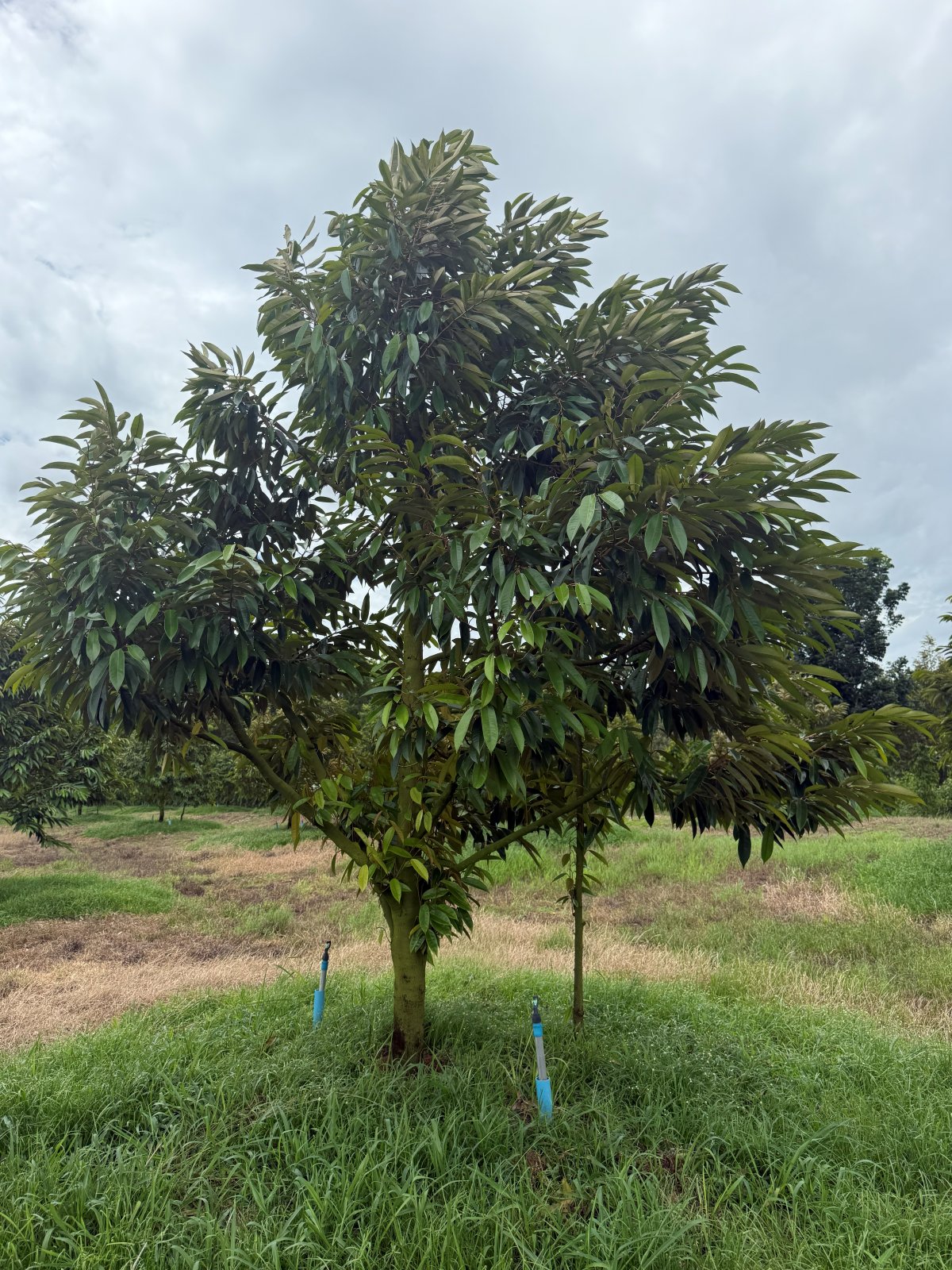 ต้นทุเรียนหมายเลข 118 สวน Scenic Durian Land