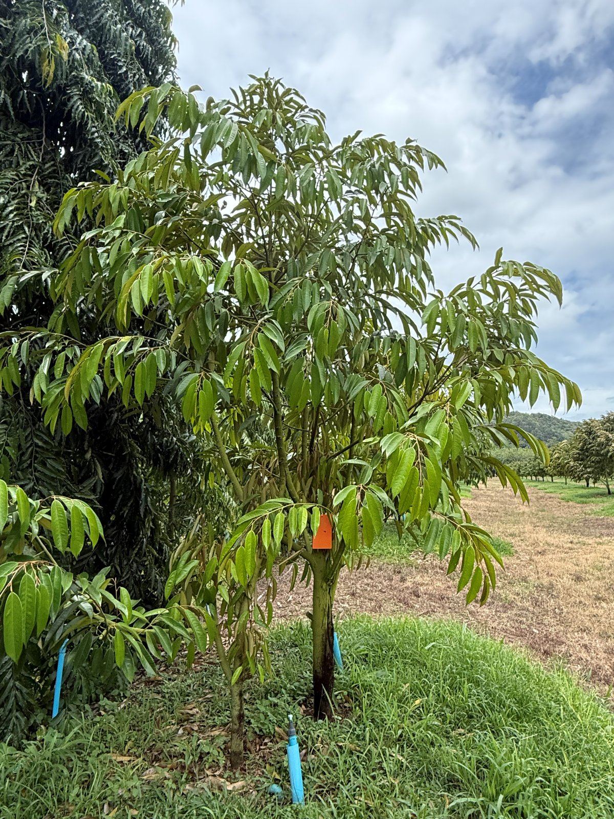 ต้นทุเรียนหมายเลข 130 สวน Scenic Durian Land
