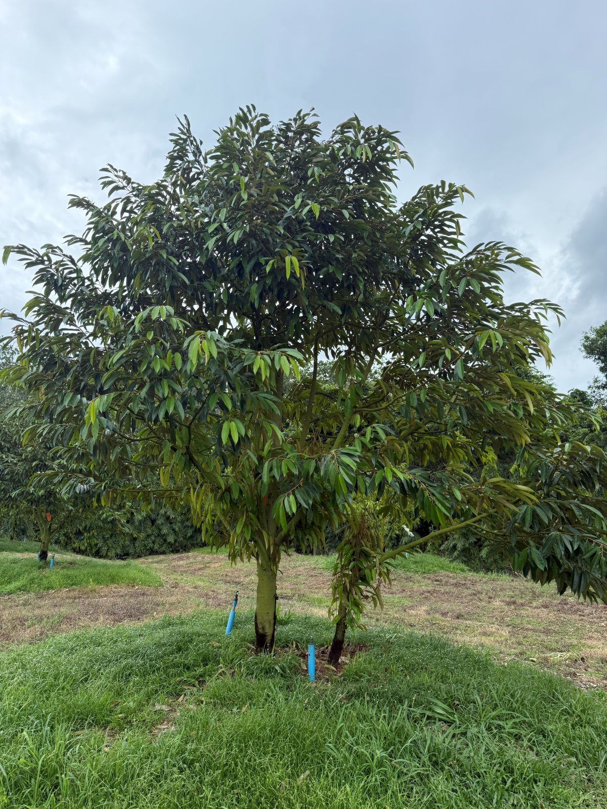 ต้นทุเรียนหมายเลข 134 สวน Scenic Durian Land