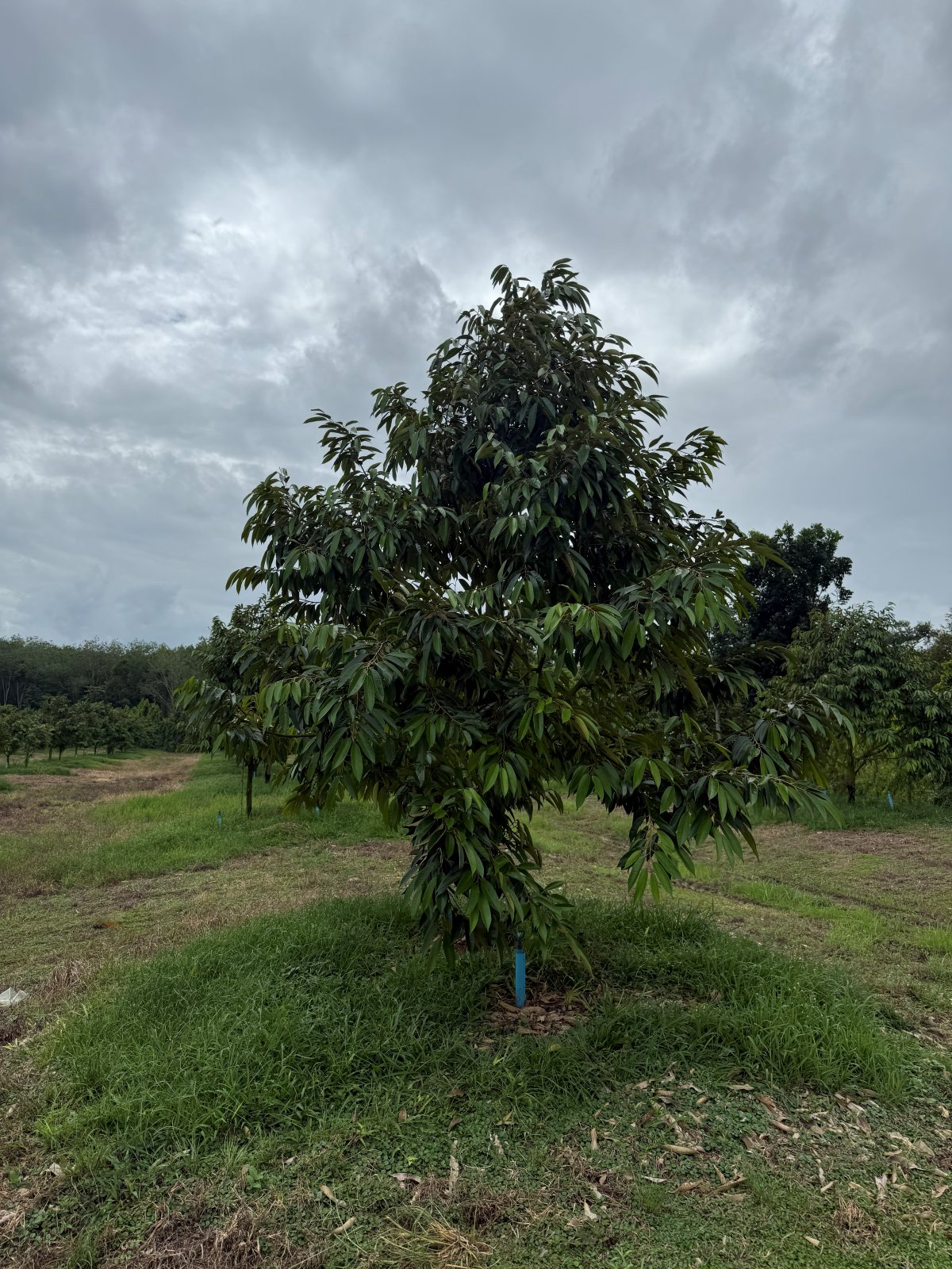 ต้นทุเรียนหมายเลข 142 สวน Scenic Durian Land