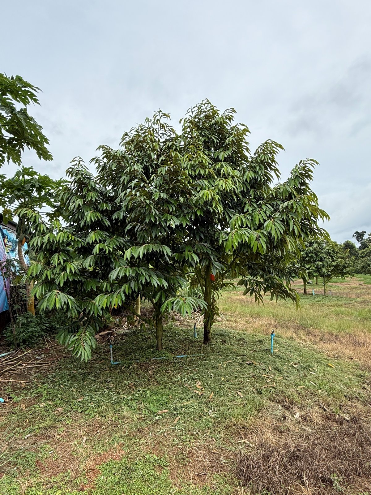 ต้นทุเรียนหมายเลข 16 สวน Scenic Durian Land