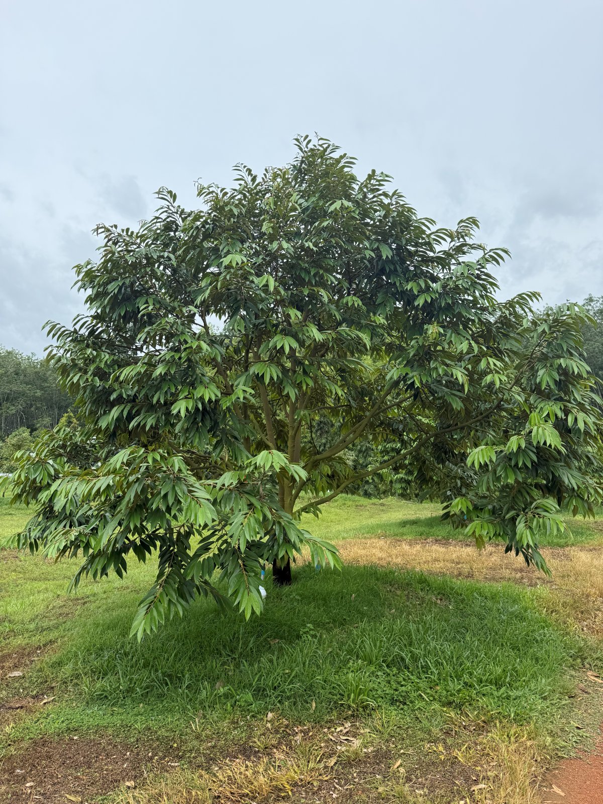 ต้นทุเรียนหมายเลข 170 สวน Scenic Durian Land