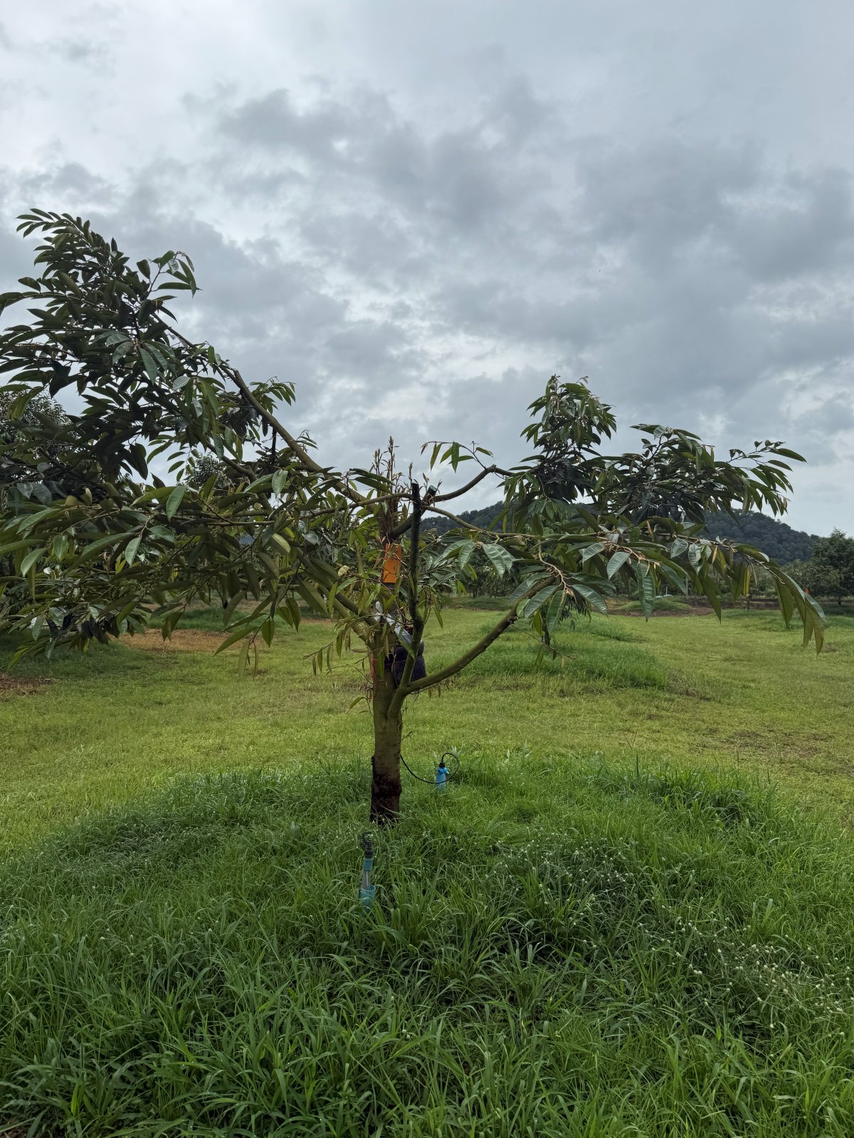 ต้นทุเรียนหมายเลข 181 สวน Scenic Durian Land