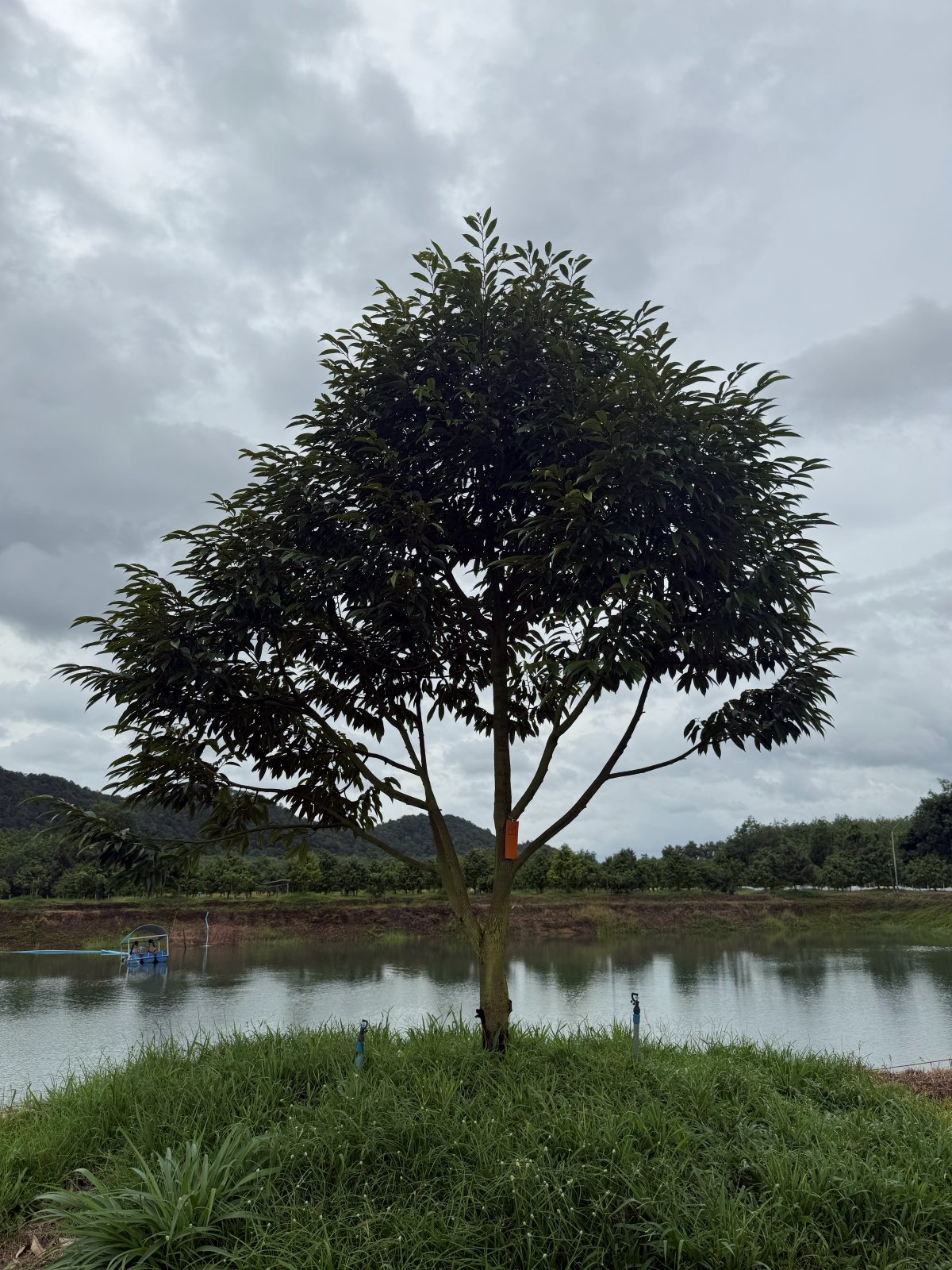 ต้นทุเรียนหมายเลข 191 สวน Scenic Durian Land