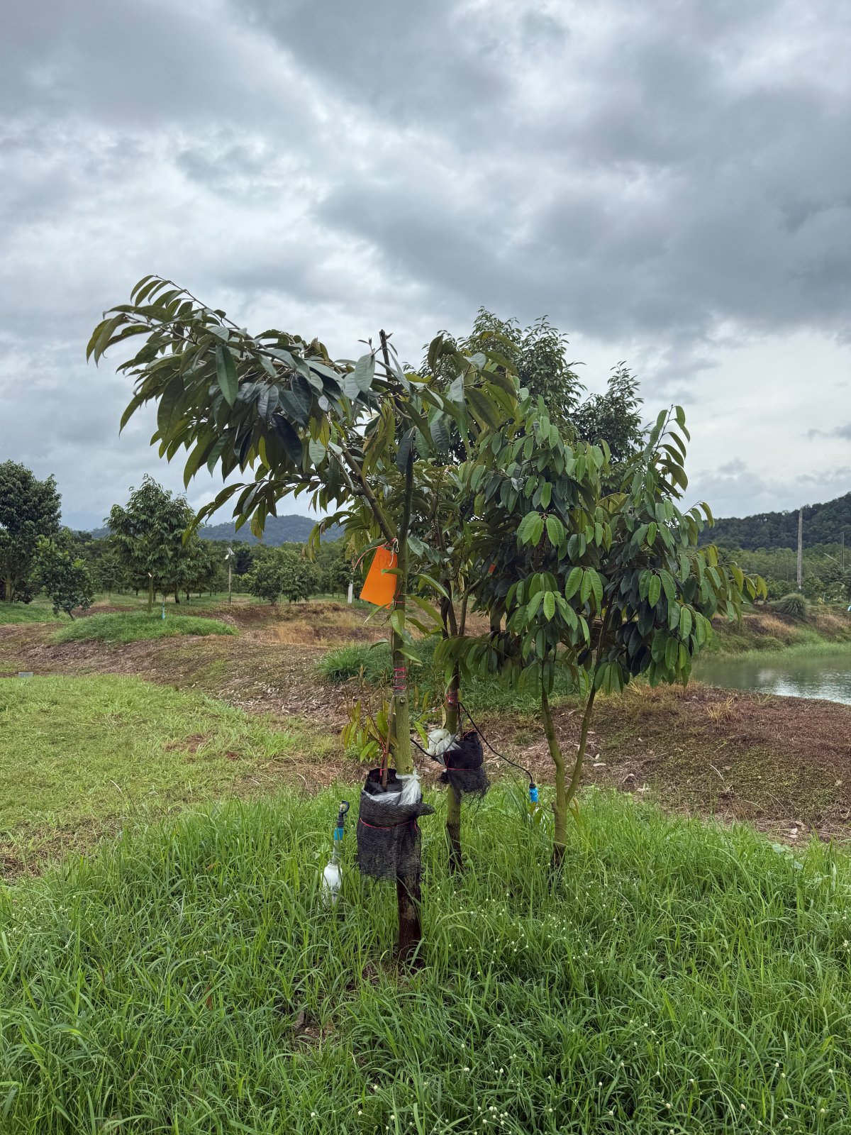 ต้นทุเรียนหมายเลข 192 สวน Scenic Durian Land