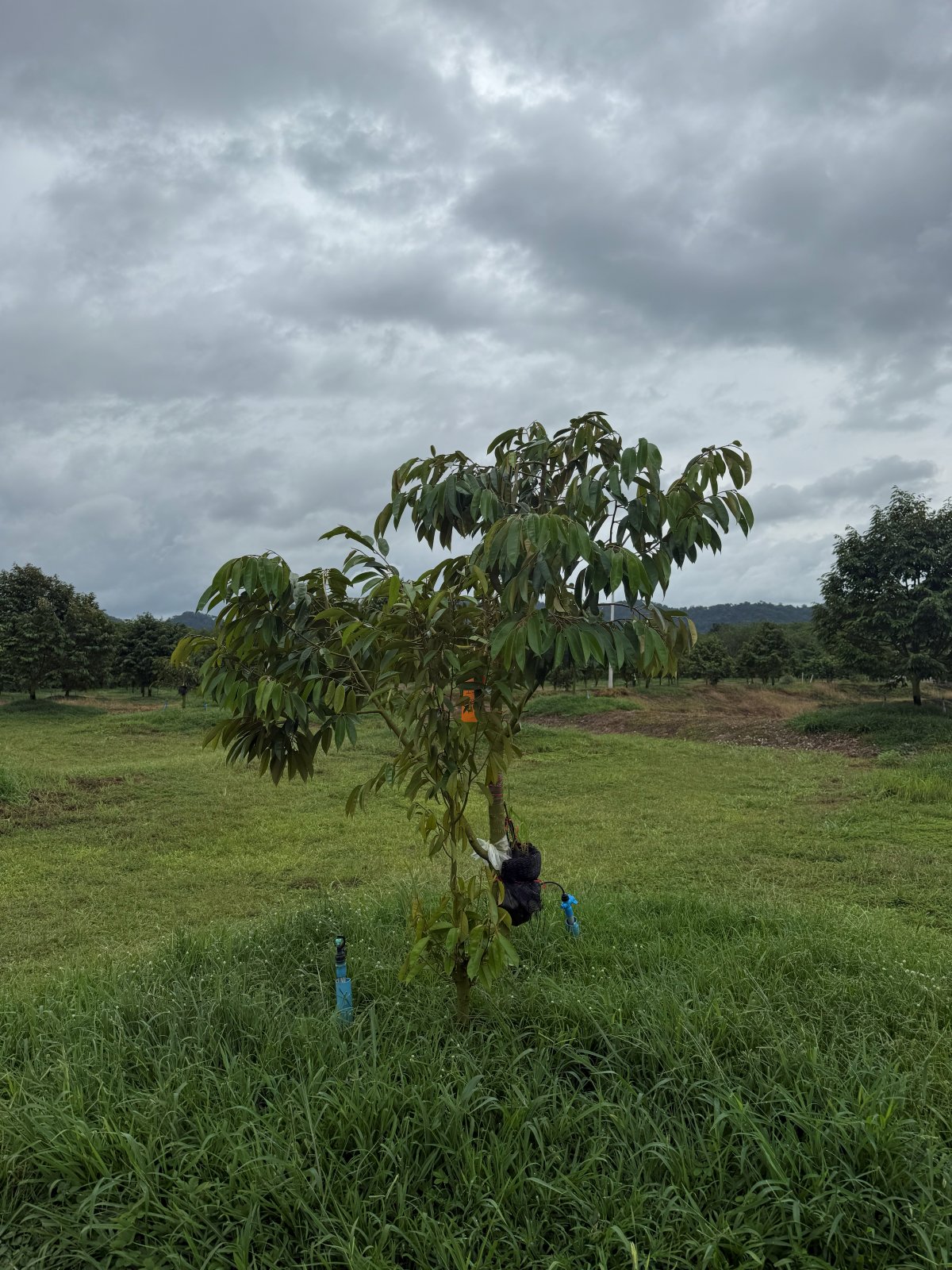 ต้นทุเรียนหมายเลข 193 สวน Scenic Durian Land