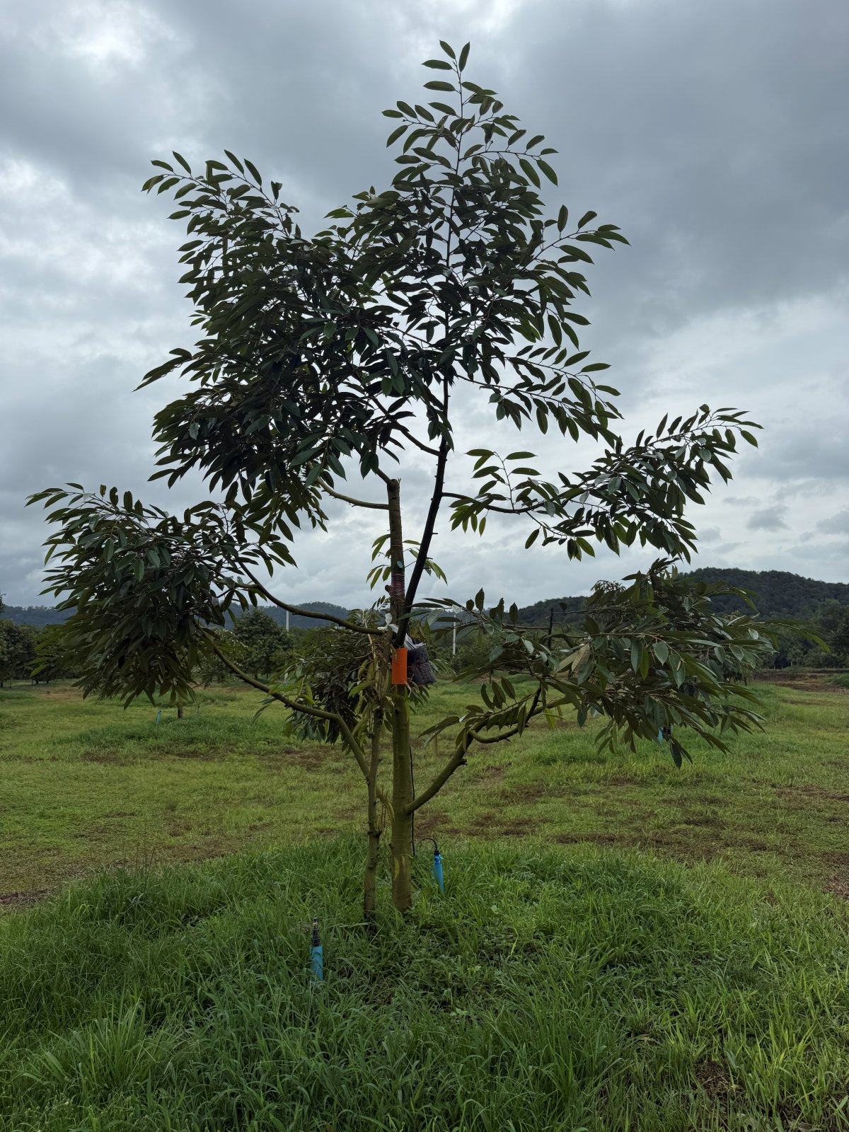 ต้นทุเรียนหมายเลข 196 สวน Scenic Durian Land