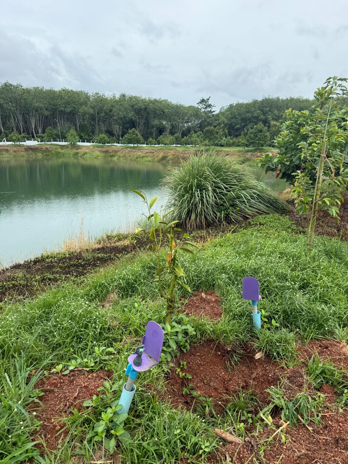 ต้นทุเรียนหมายเลข 202 สวน Scenic Durian Land