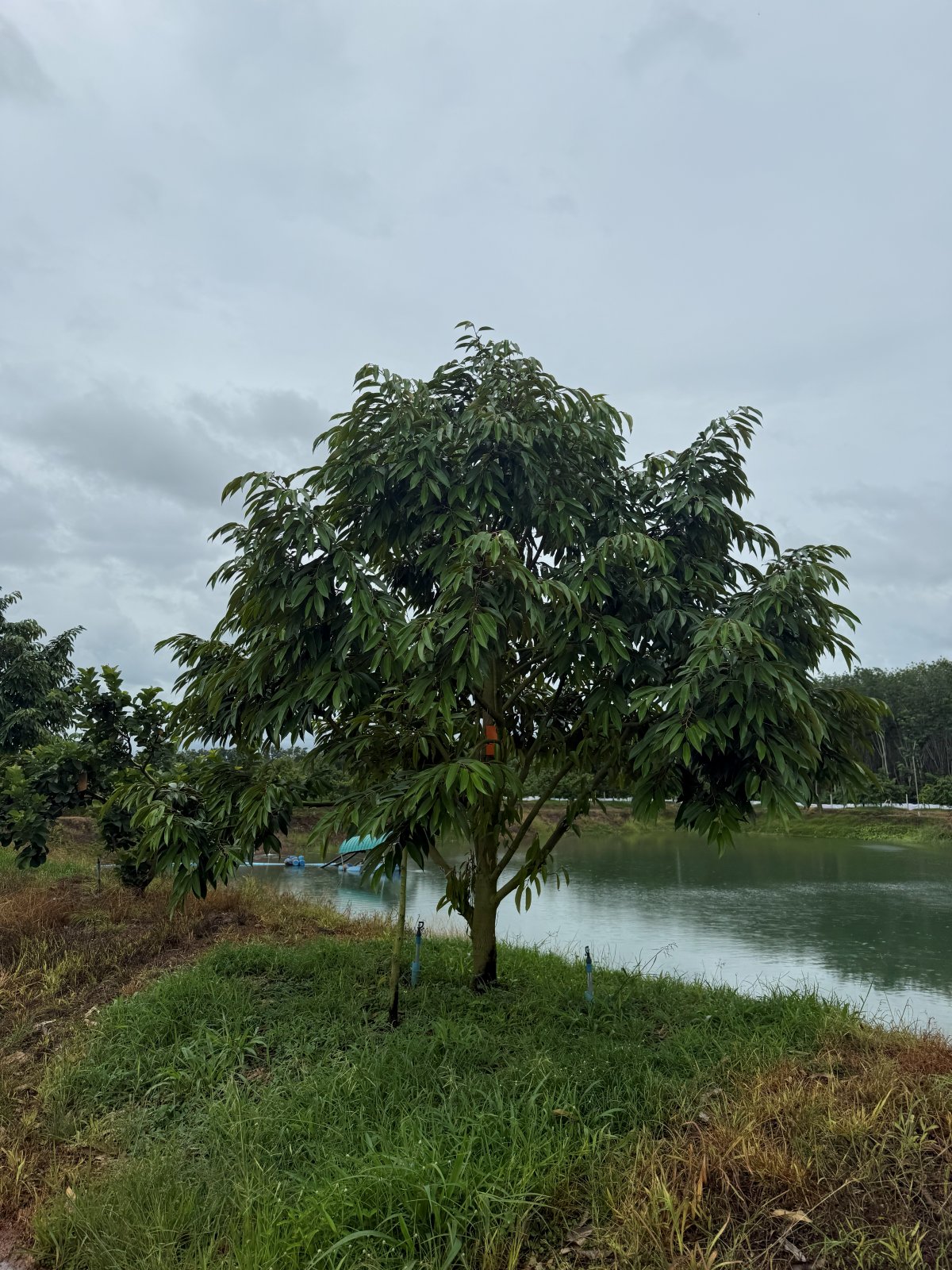 ต้นทุเรียนหมายเลข 206 สวน Scenic Durian Land