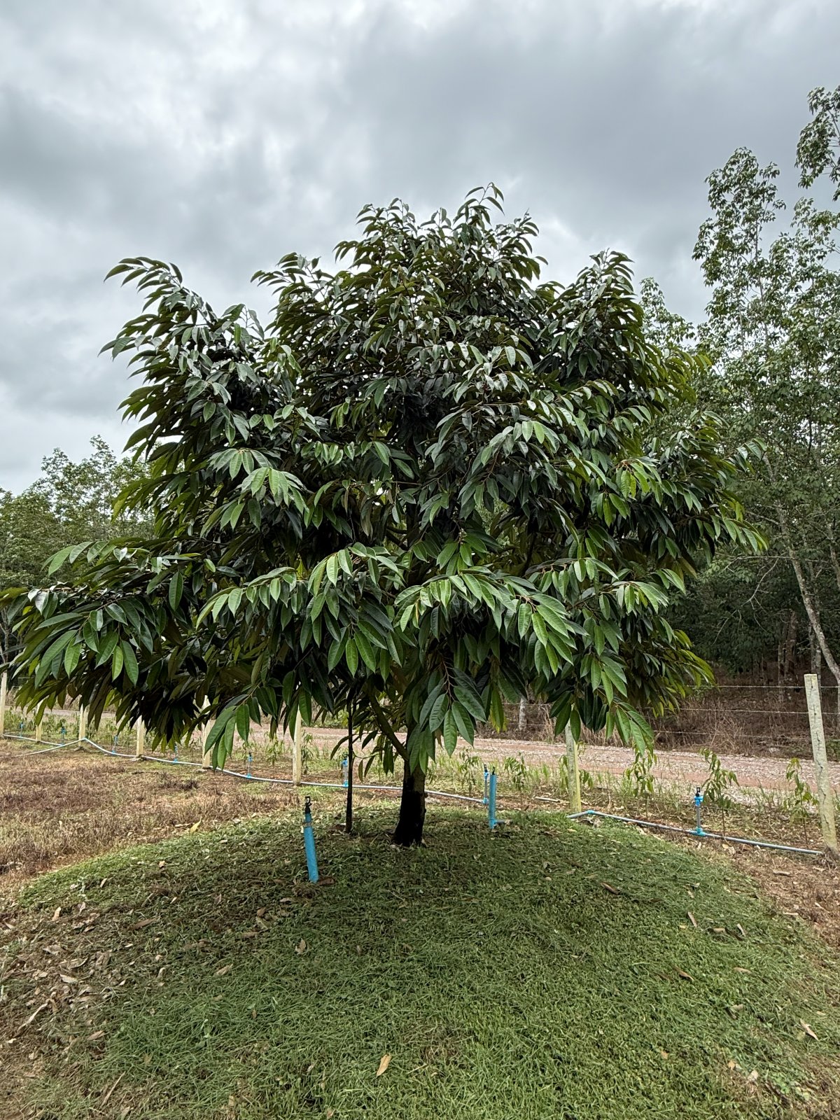 ต้นทุเรียนหมายเลข 25 สวน Scenic Durian Land