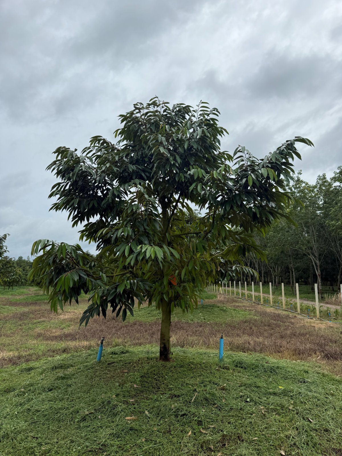 ต้นทุเรียนหมายเลข 26 สวน Scenic Durian Land