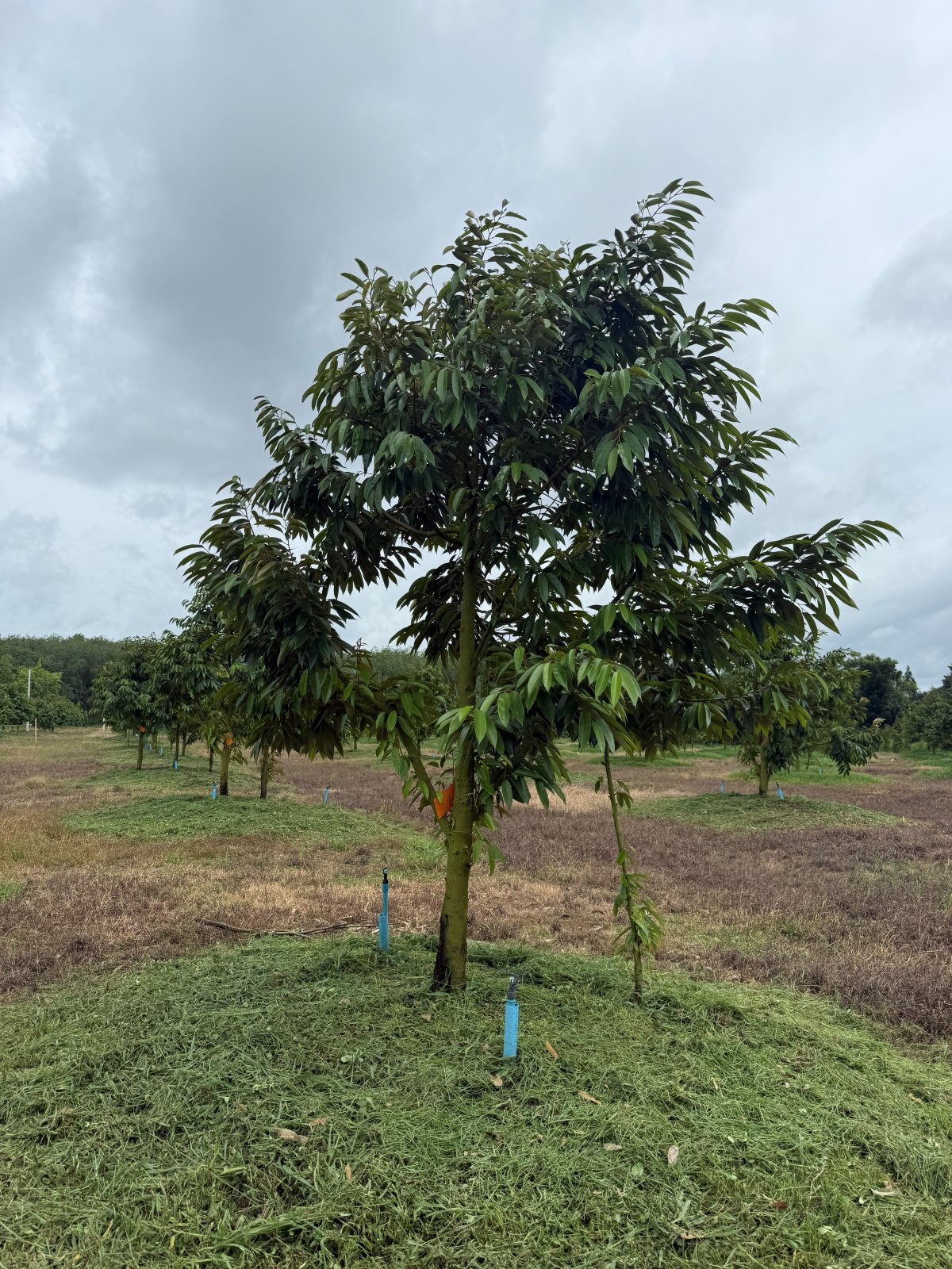 ต้นทุเรียนหมายเลข 29 สวน Scenic Durian Land