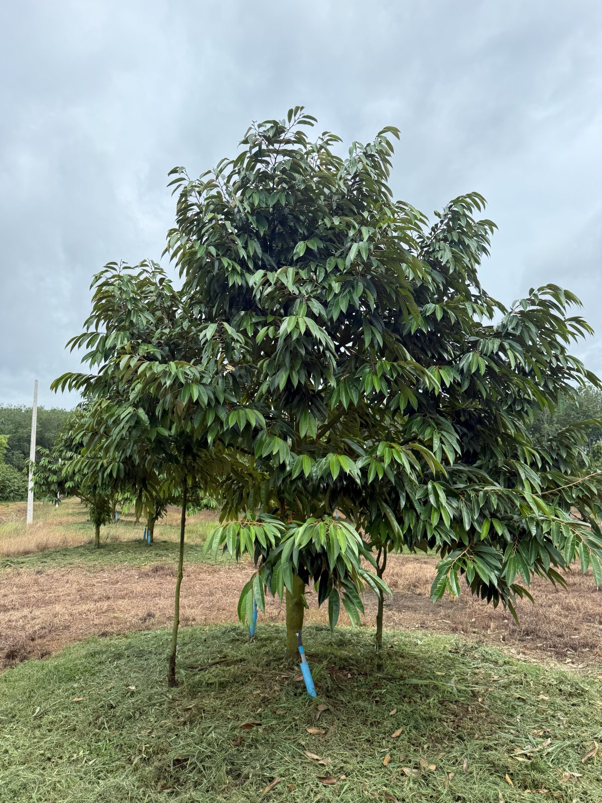ต้นทุเรียนหมายเลข 39 สวน Scenic Durian Land