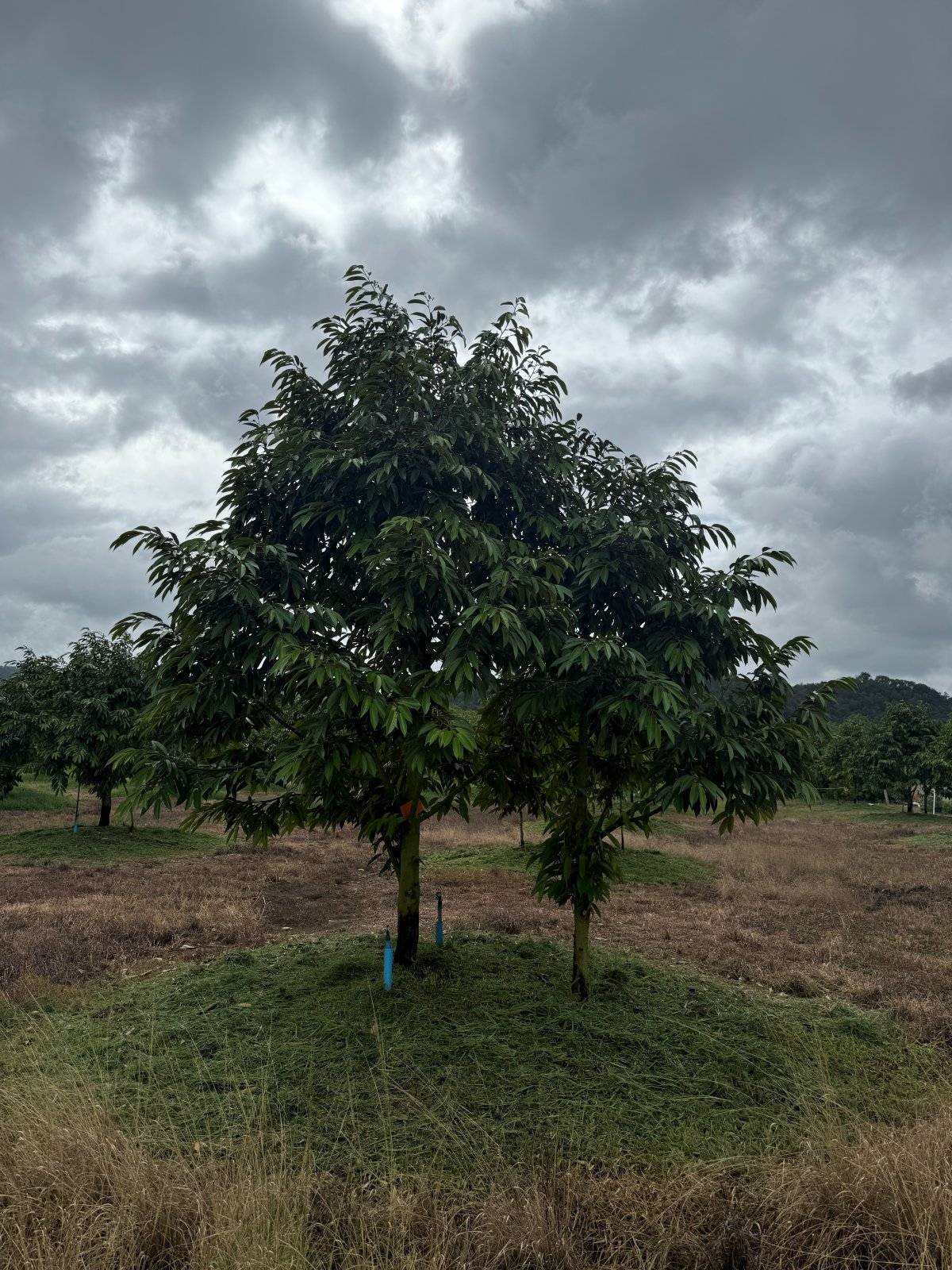 ต้นทุเรียนหมายเลข 40 สวน Scenic Durian Land