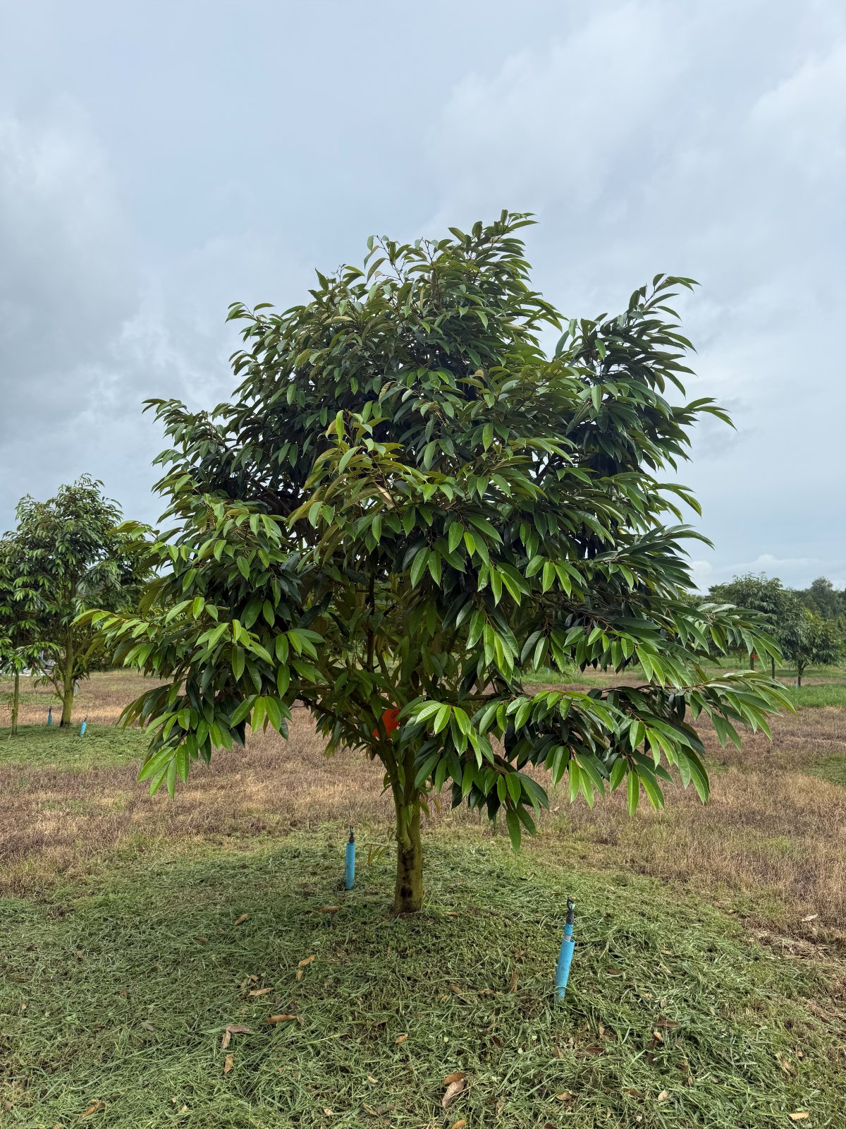 ต้นทุเรียนหมายเลข 6 สวน Scenic Durian Land