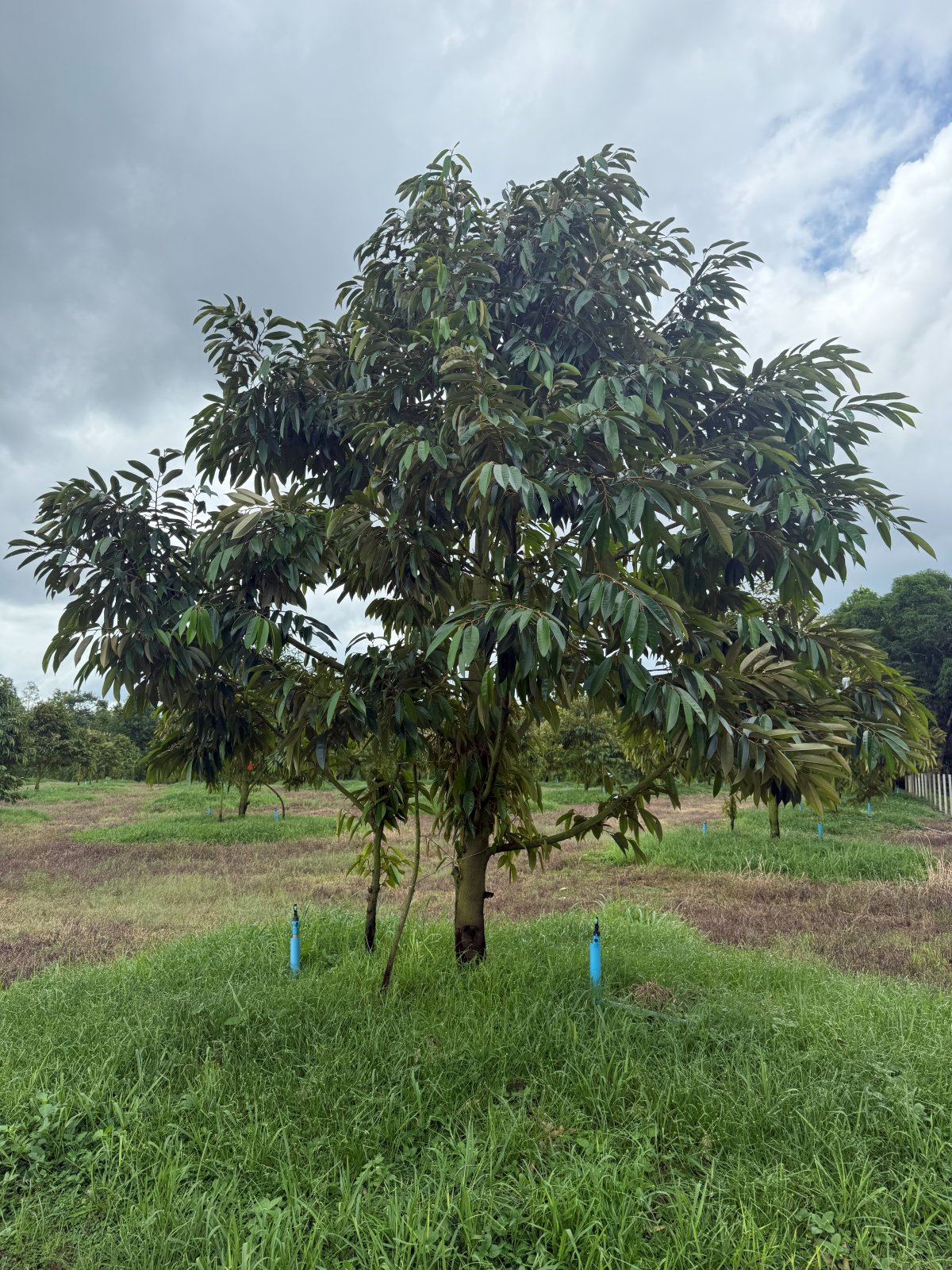 ต้นทุเรียนหมายเลข 67 สวน Scenic Durian Land
