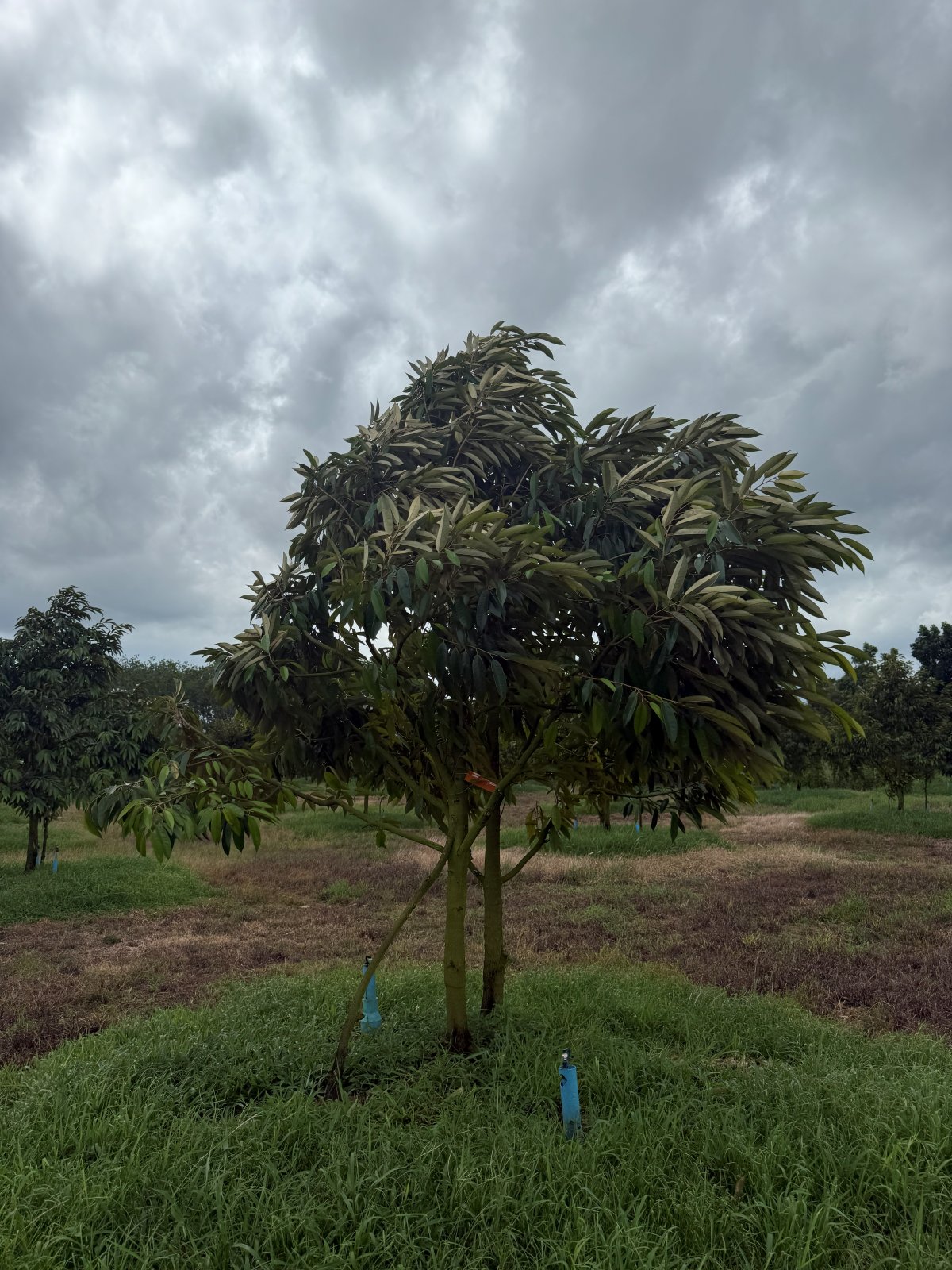 ต้นทุเรียนหมายเลข 75 สวน Scenic Durian Land