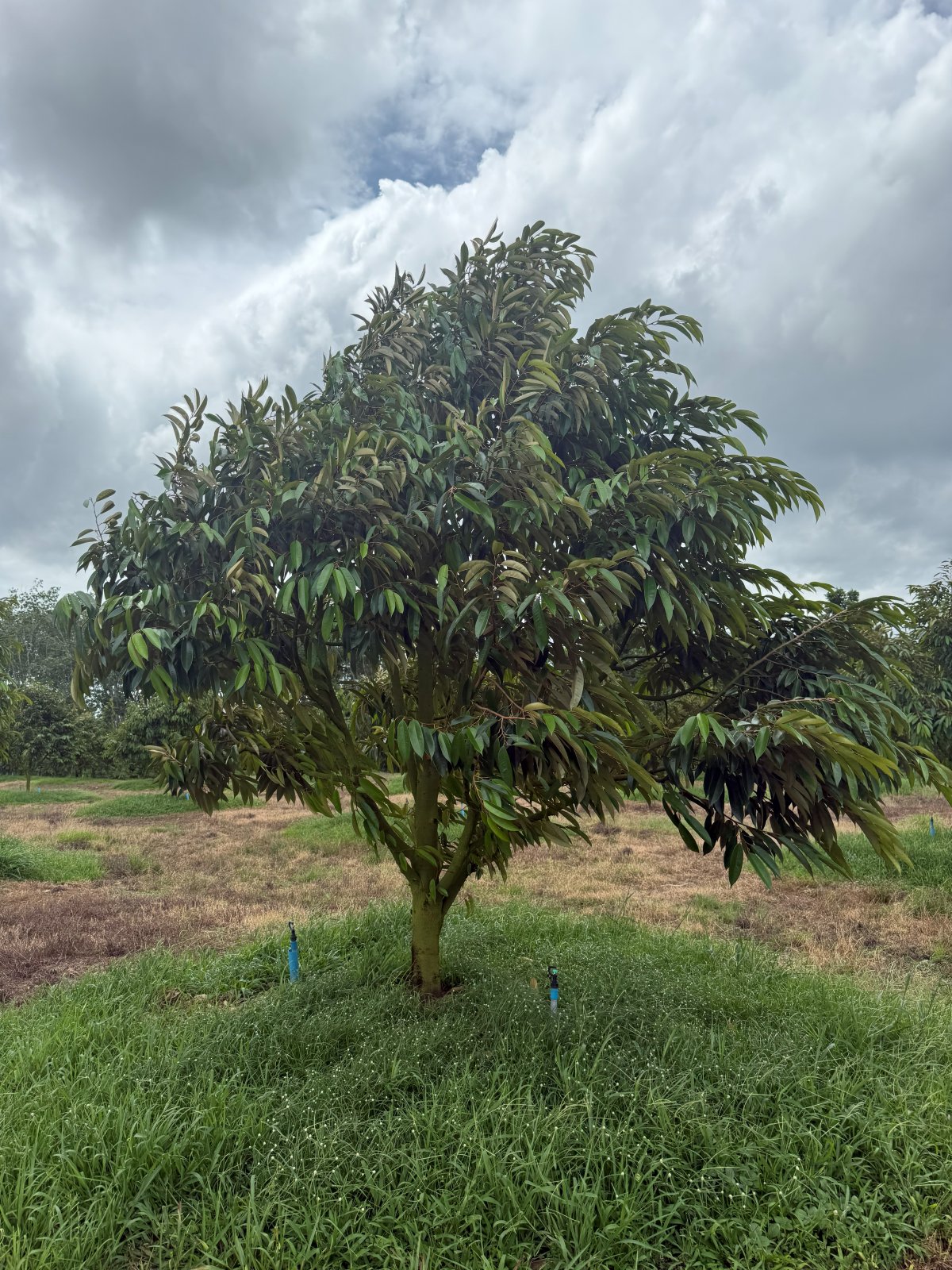 ต้นทุเรียนหมายเลข 80 สวน Scenic Durian Land