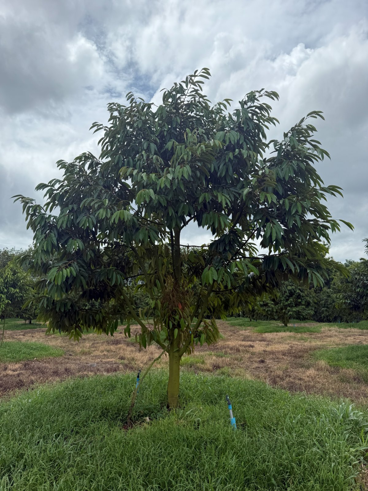 ต้นทุเรียนหมายเลข 81 สวน Scenic Durian Land