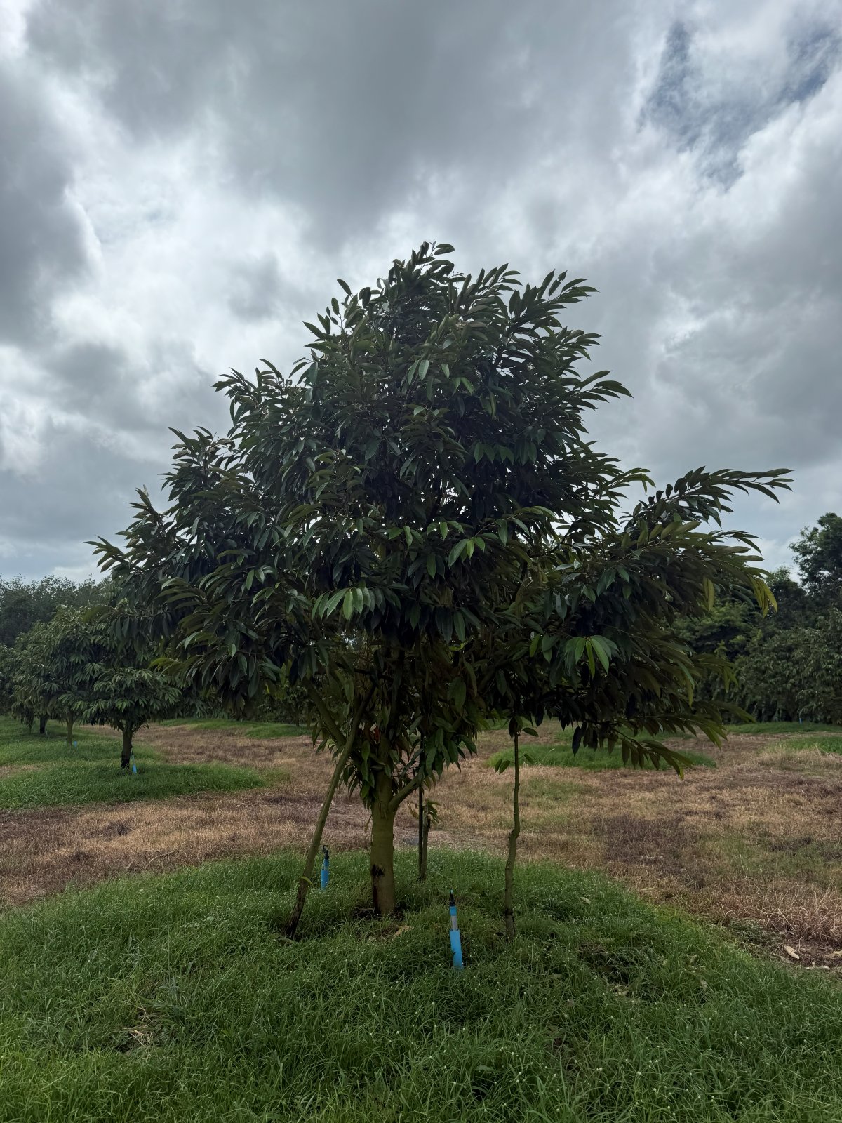 ต้นทุเรียนหมายเลข 96 สวน Scenic Durian Land