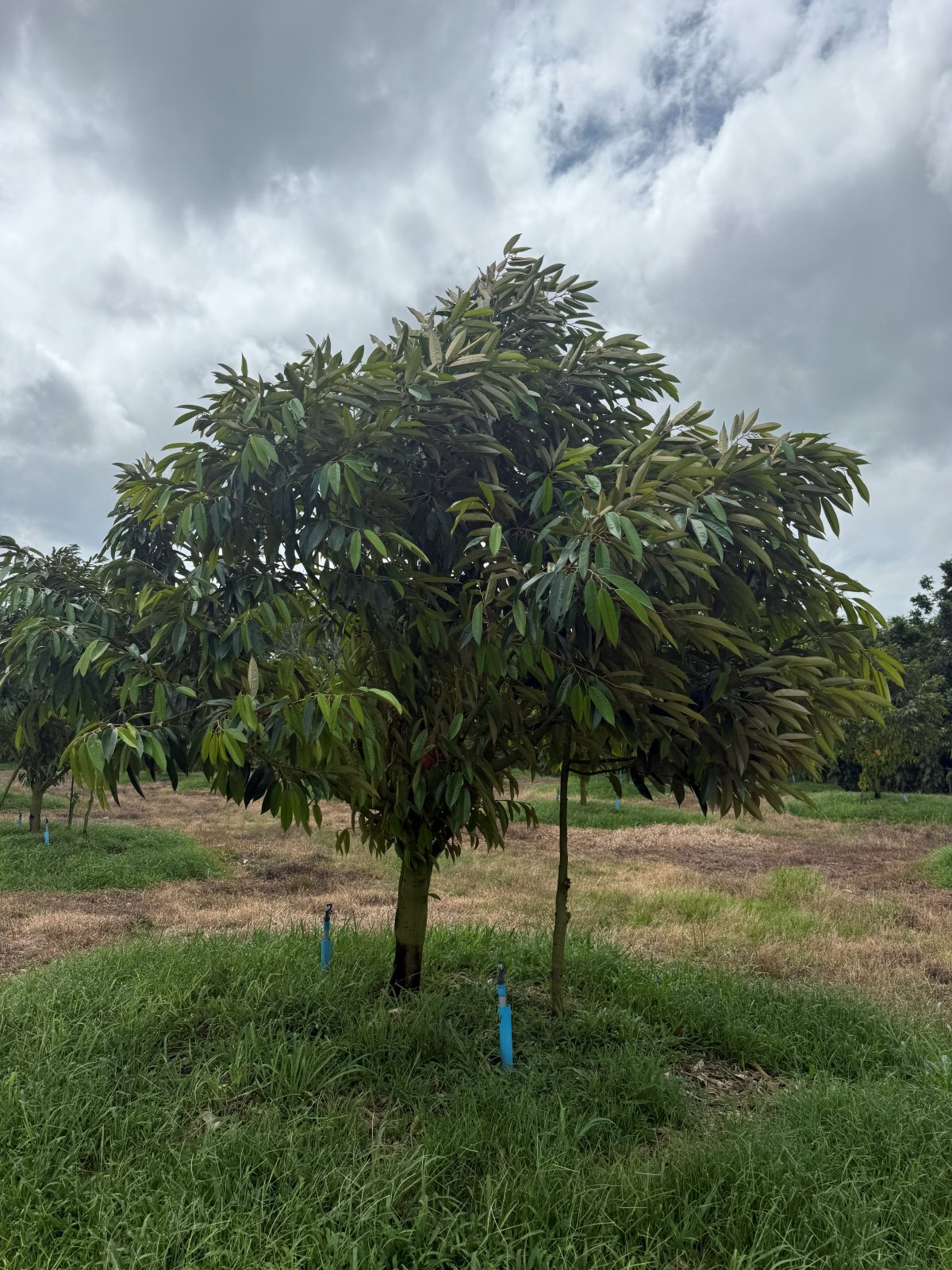 ต้นทุเรียนหมายเลข 97 สวน Scenic Durian Land